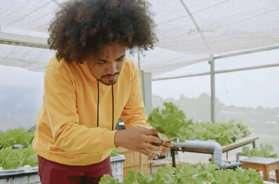 Man planting lettuce