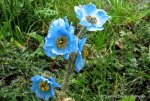 Bhutan National Flower Blue Poppy