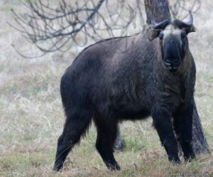 Takin National Animal of Bhutan