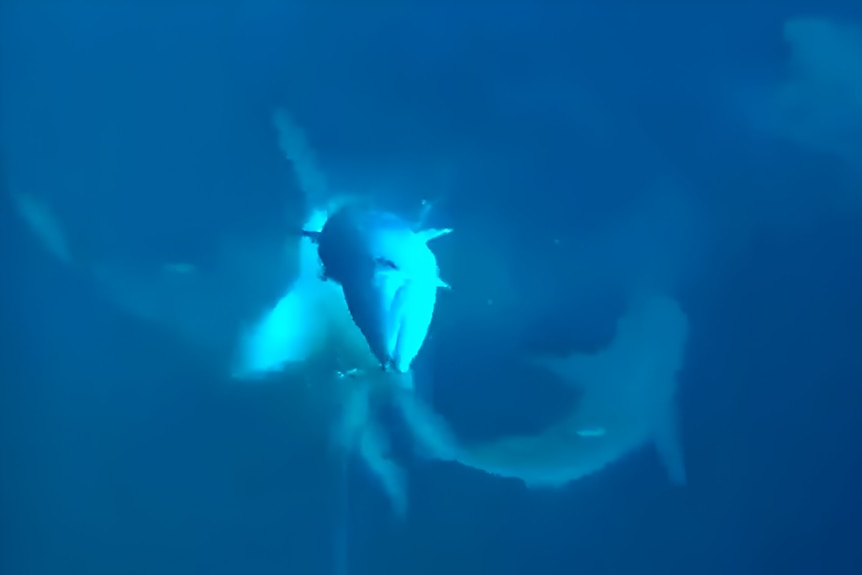 A still picture of underwater video of sharks eating a fish on a line.
