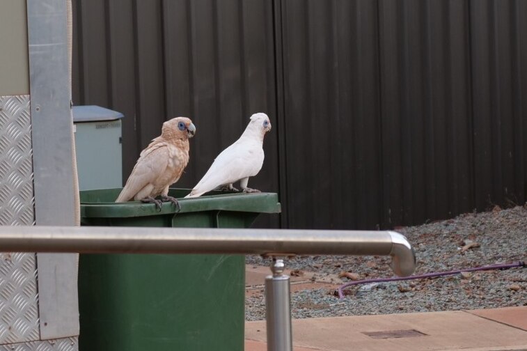 Two birds sit on a bin one covered in dust 