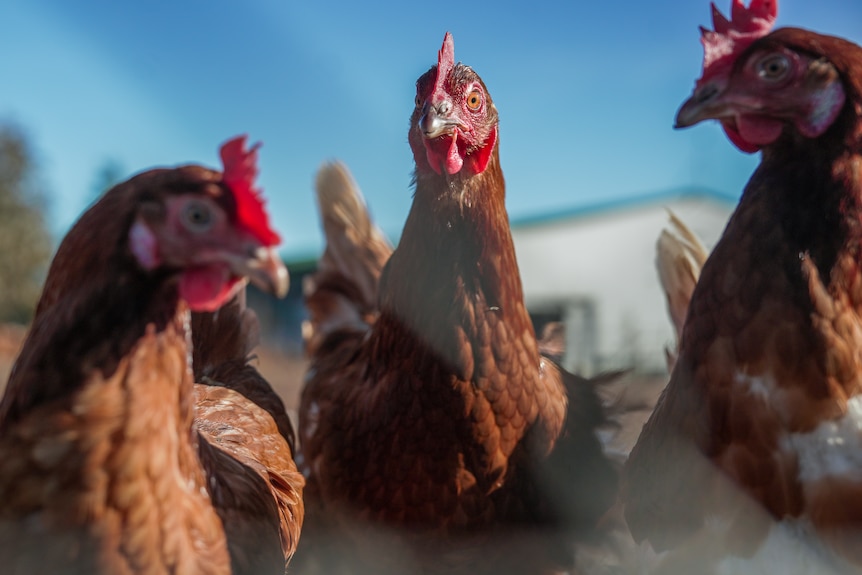 Dozens of hens with glossy brown feathers and red plump combs under a clear blue sky.