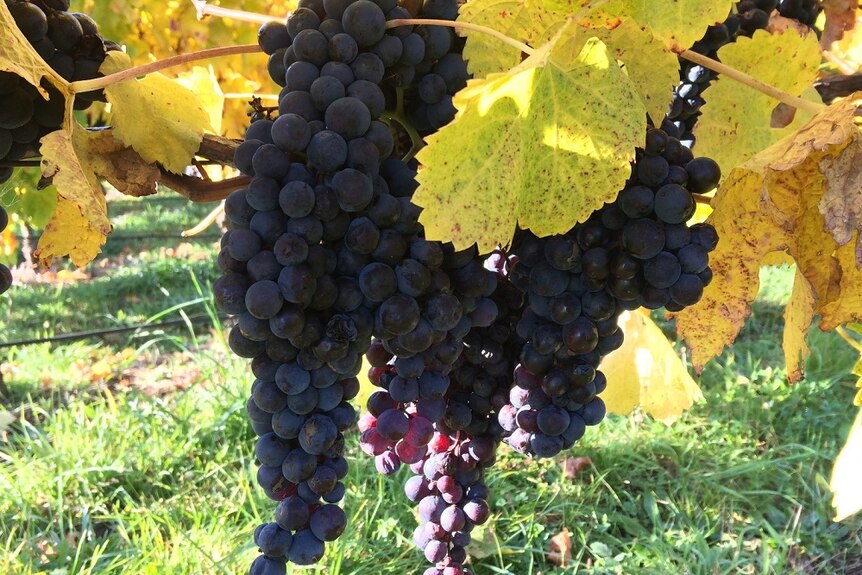 A bunch of ripe red grapes ready for picking in Tasmania