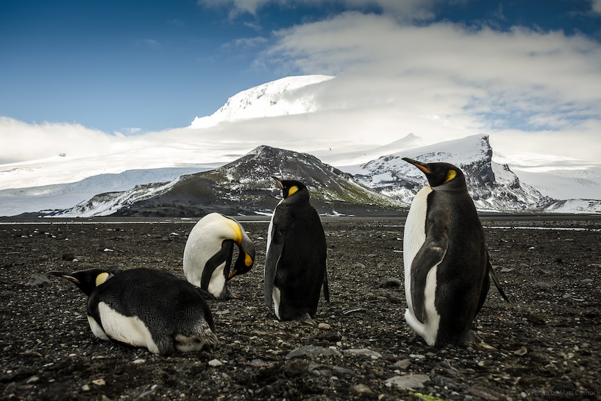 Four king penguins on a wide pebbly expanse in front of icy mountains. Two are standing, one is lying down and one is grooming