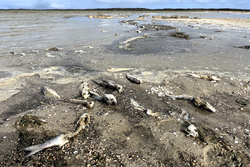 Dead and decaying fish scattered on the shoreline of a lagoon