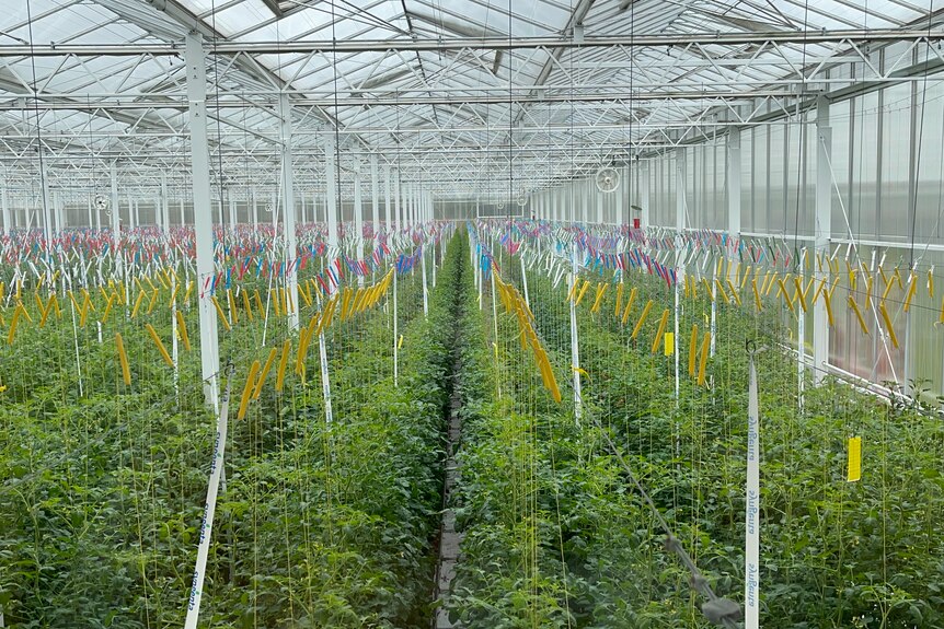 A view of a greenhouse above the long vines of tomatoes, they have ribbons marking each variety in dozens of rows