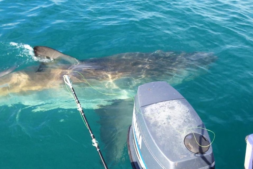 A shark in the water close to an outboard engine.