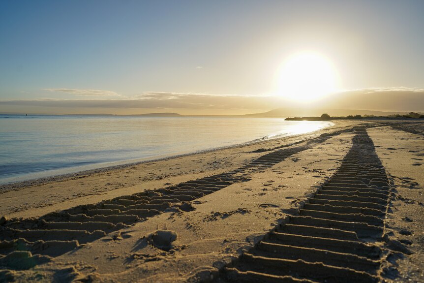 Large tyre tracks in the sand at a beach with the sun setting in the background. 