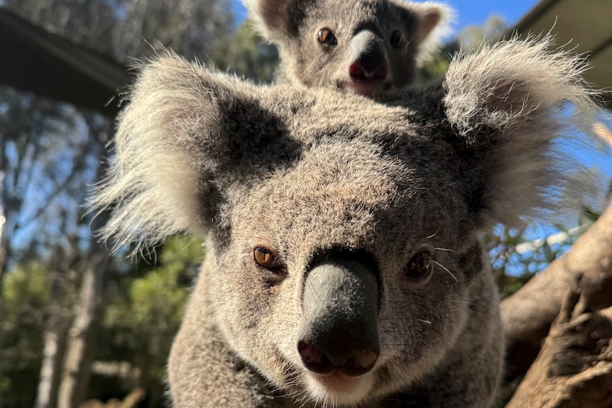 A koala with a joey on its back climbing along a branch. 