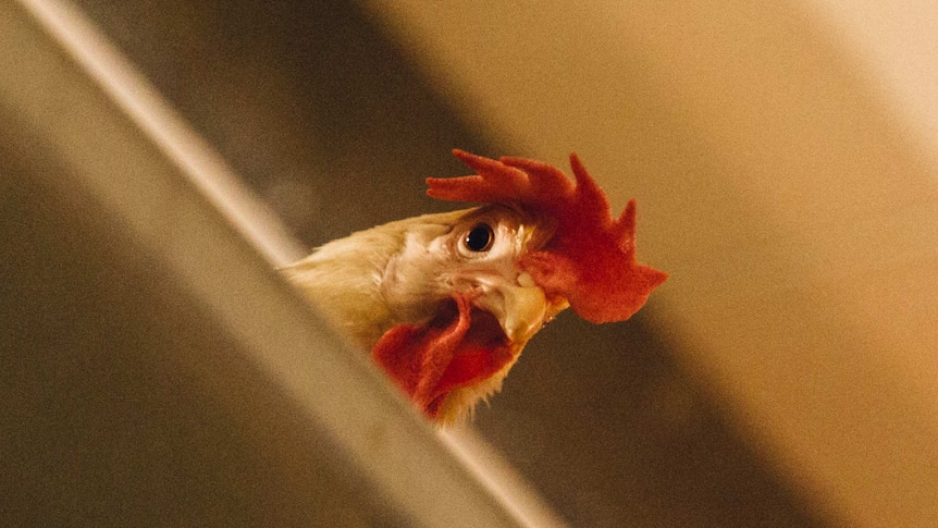 Caged hen at Werribee in Victoria