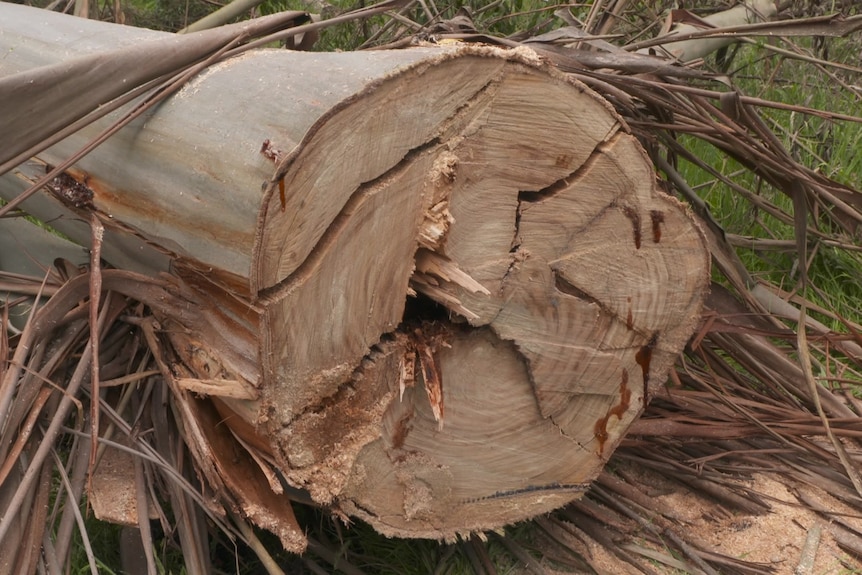 Photo of a cut down log.