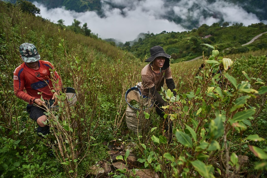 Two workers on the side of a steep mountain picking coca leaves off coca plants