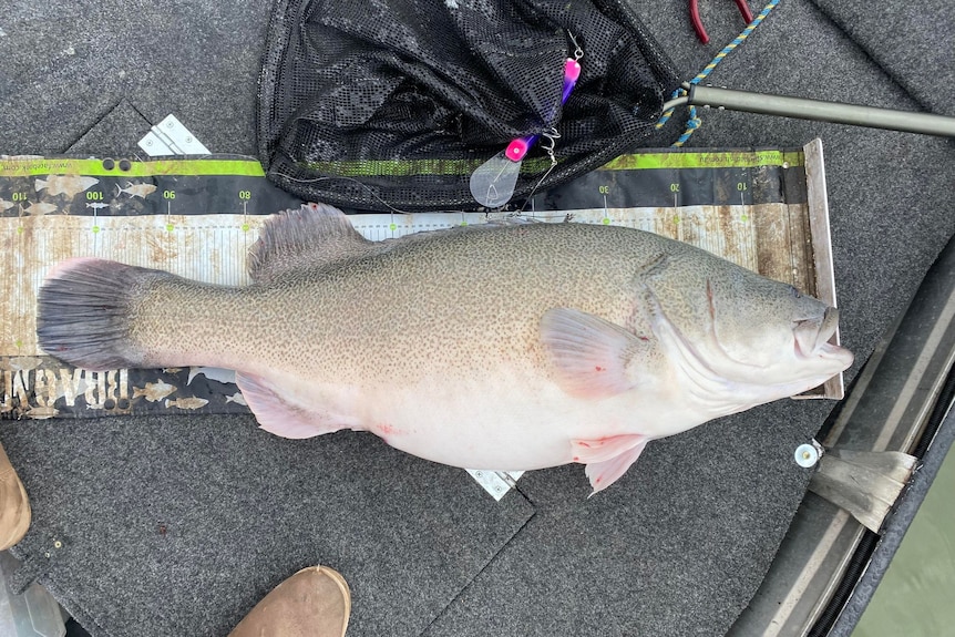 A one meter long grey and white murray cod lays on a measuring mat 
