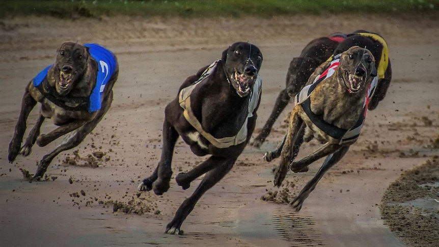 Greyhounds racing.