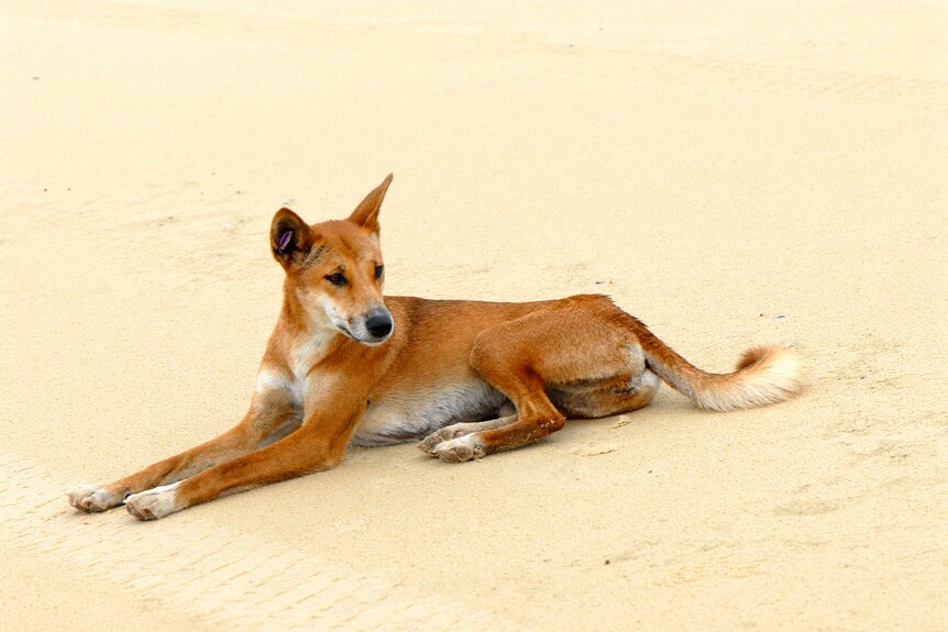 A single dingo lies down on sand