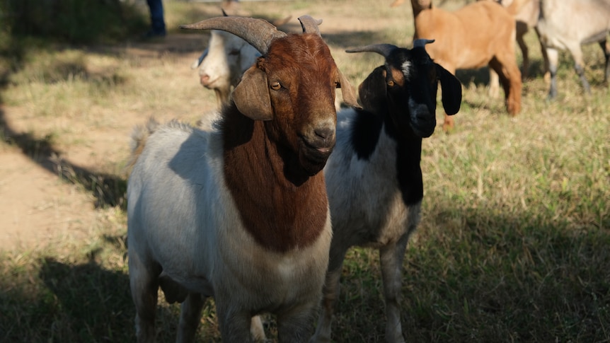 Two goats in a pen