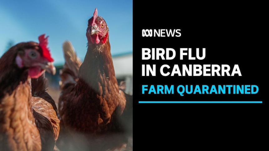 Bird Flu in Canberra, Farm Quarantined: Close up of two chickens.