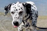 A dalmatian licks its nose while standing in shallow water