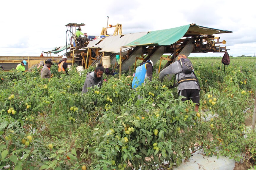 farm workers picking tomatoes with a tractor