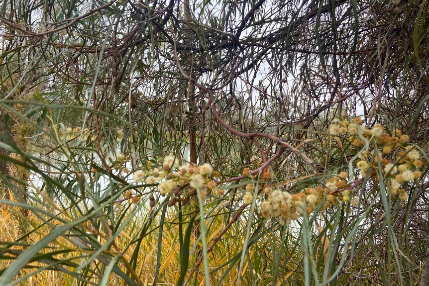 Yellow wattle tree overlooks the Murray River