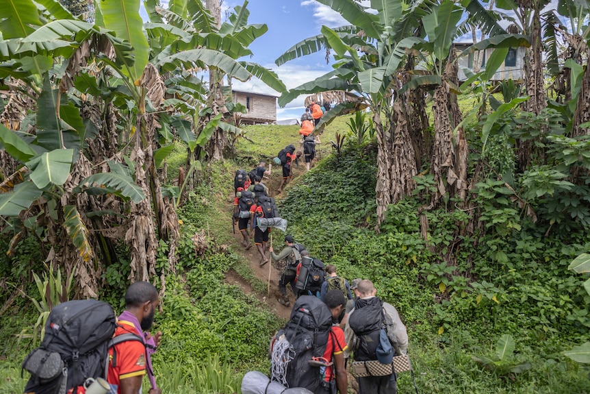 A group of people climb a small hill in a line, under banana trees.