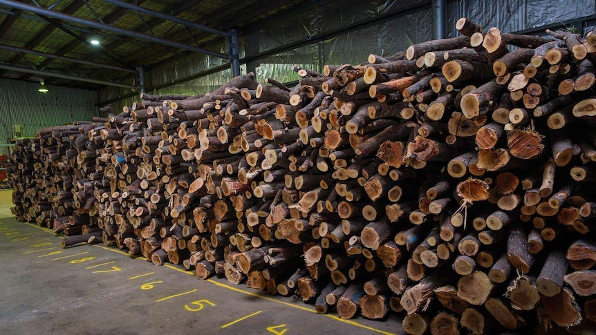 A large stack of logs inside a shed