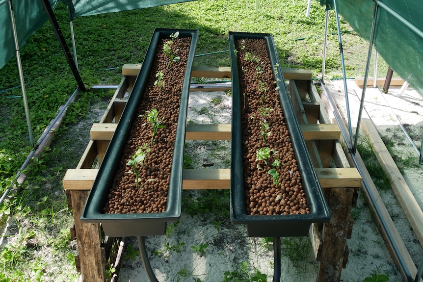 A hydroponic farming setup inside a greenhouse on West Island