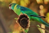 a blue and green bird