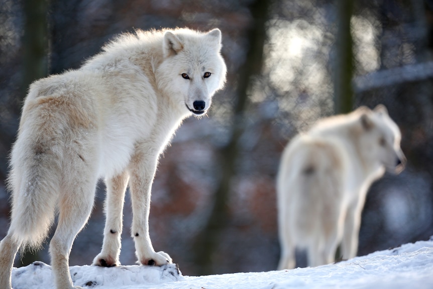 Two white Arctic wolves stand on snowy ground with one in the foreground looking back directly at the camera