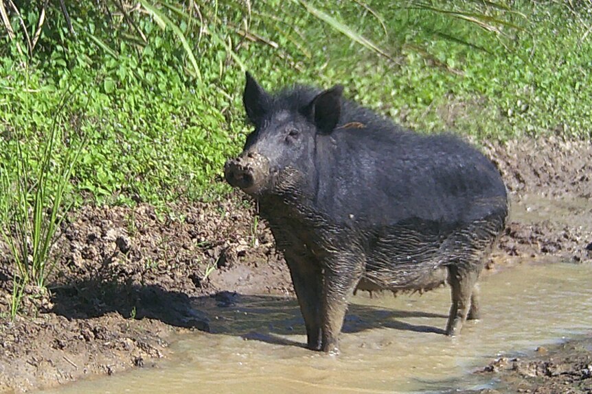 Feral Pig standing in muddy water in front of sugar cane