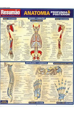 RESUMAO---ANATOMIA-PROFUNDA---POSTERIOR