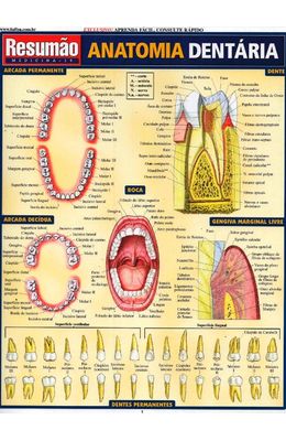 RESUMAO---ANATOMIA-DENTARIA