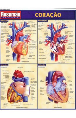 RESUMAO---CORACAO