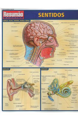 RESUMAO---SENTIDOS