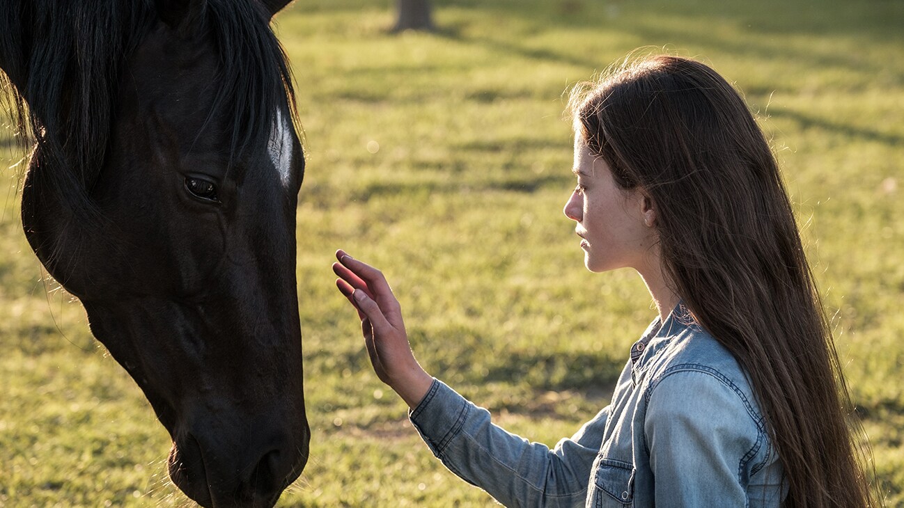 A girl cautiously approaching a horse from the movie Black Beauty.