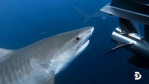 Shark Week: The Sharks Of Headstone Hell