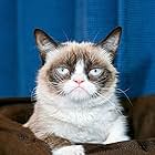 Grumpy Cat