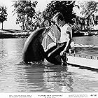 Luke Halpin and Flipper in Flipper (1964)