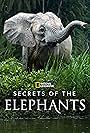 Secrets of the Elephants (2023)