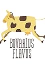 Bovarius Flavus (2013)