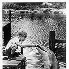 Luke Halpin and Flipper in Flipper (1964)