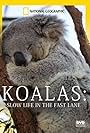 Koalas: Slow Life in the Fast Lane (2012)