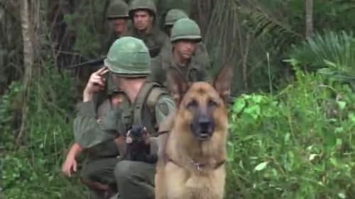 A German Shepard named Rain is trained to fight in the Vietnam War and his intelligence and courage in the face of adversity wins the respect and loyalty of his platoon.