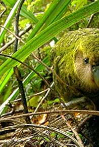 Primary photo for Kakapo