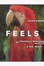 Calvin Harris Feat. Pharrell Williams, Katy Perry, Big Sean: Feels (2017)