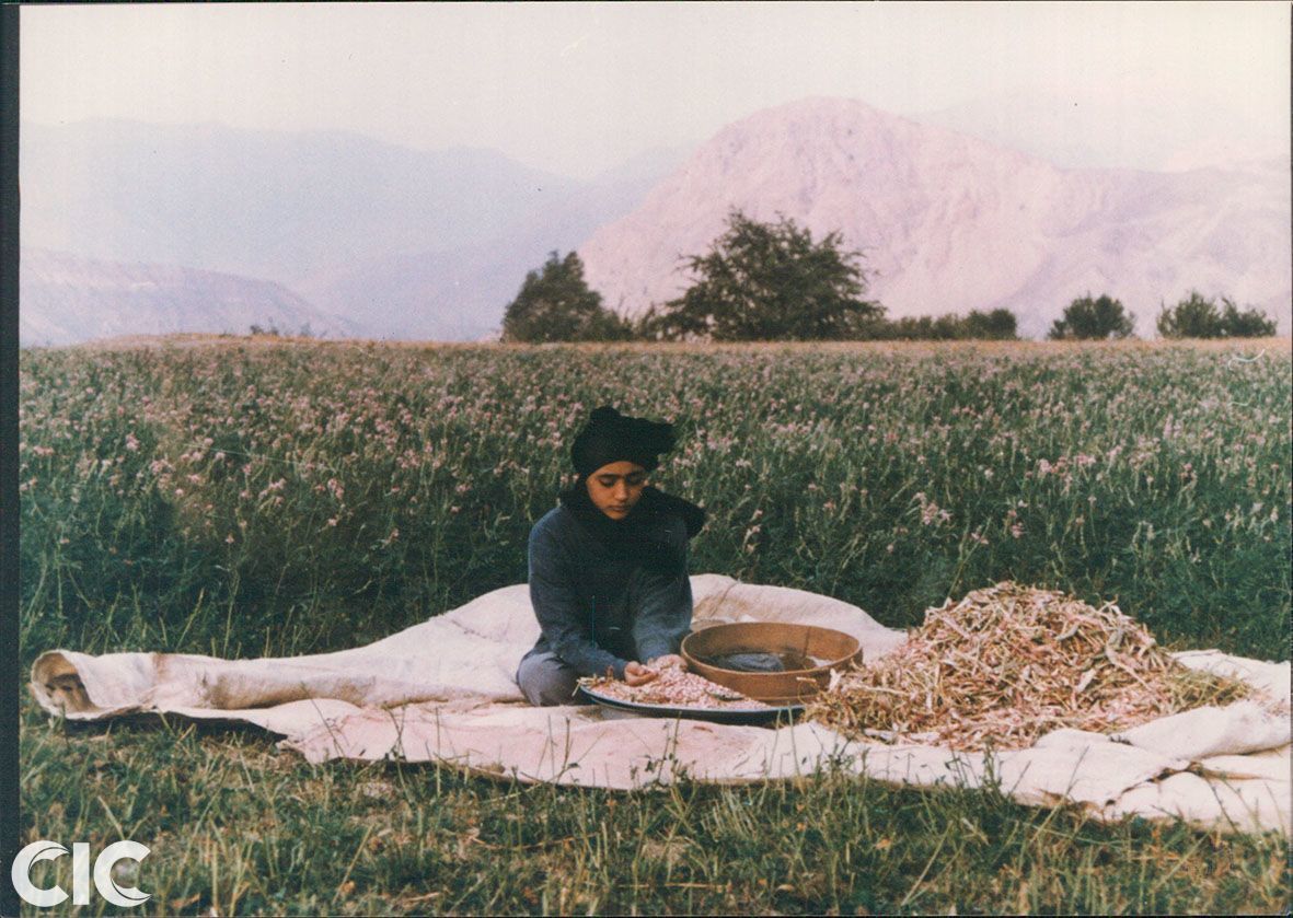 Golshifteh Farahani in The Pear Tree (1998)