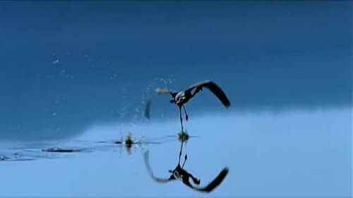 A nature documentary on the life cycle of flamingos, filmed in Lake Natron in Northern Tanzania.