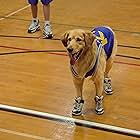 Air Bud (1997)