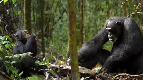 A nature documentary centered on a family of chimps living in the Ivory Coast and Ugandan rain forests.