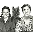 Gene Reynolds, Virginia Weidler, and Terry in Bad Little Angel (1939)